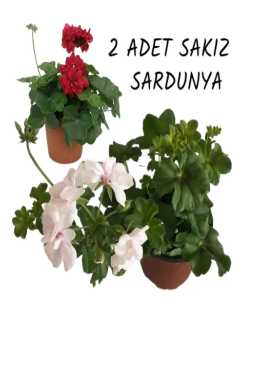 SAKIZ SARDUNYA HİKAYE